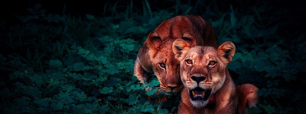 cameras for wildlife photography