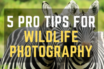 5 Pro Tips For Wildlife Photography