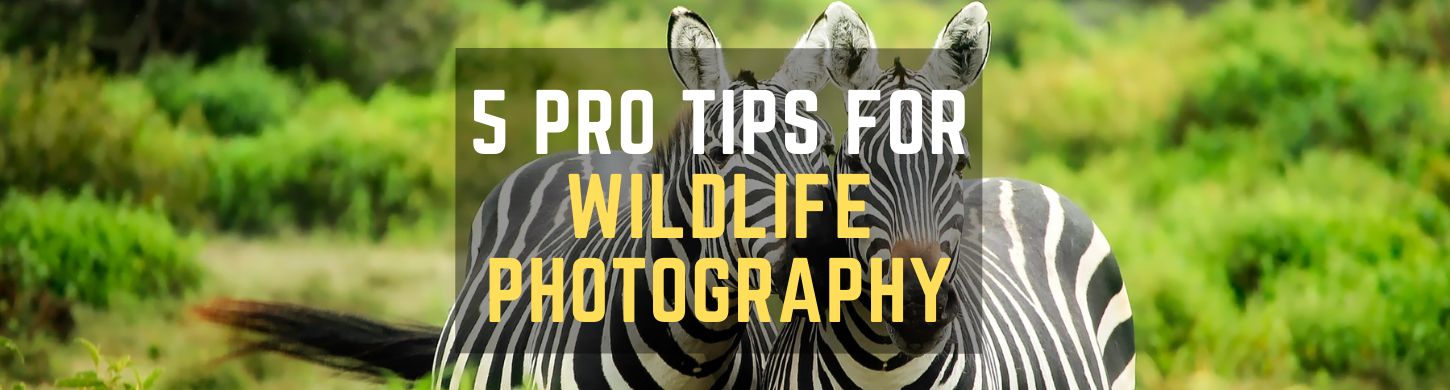 5 Pro Tips For Wildlife Photography